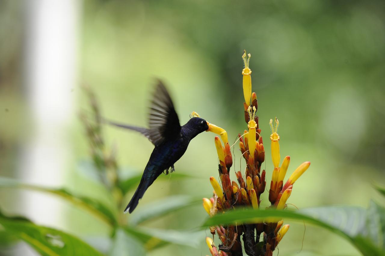 Omega Tours Eco-Jungle Lodge La Ceiba Zewnętrze zdjęcie