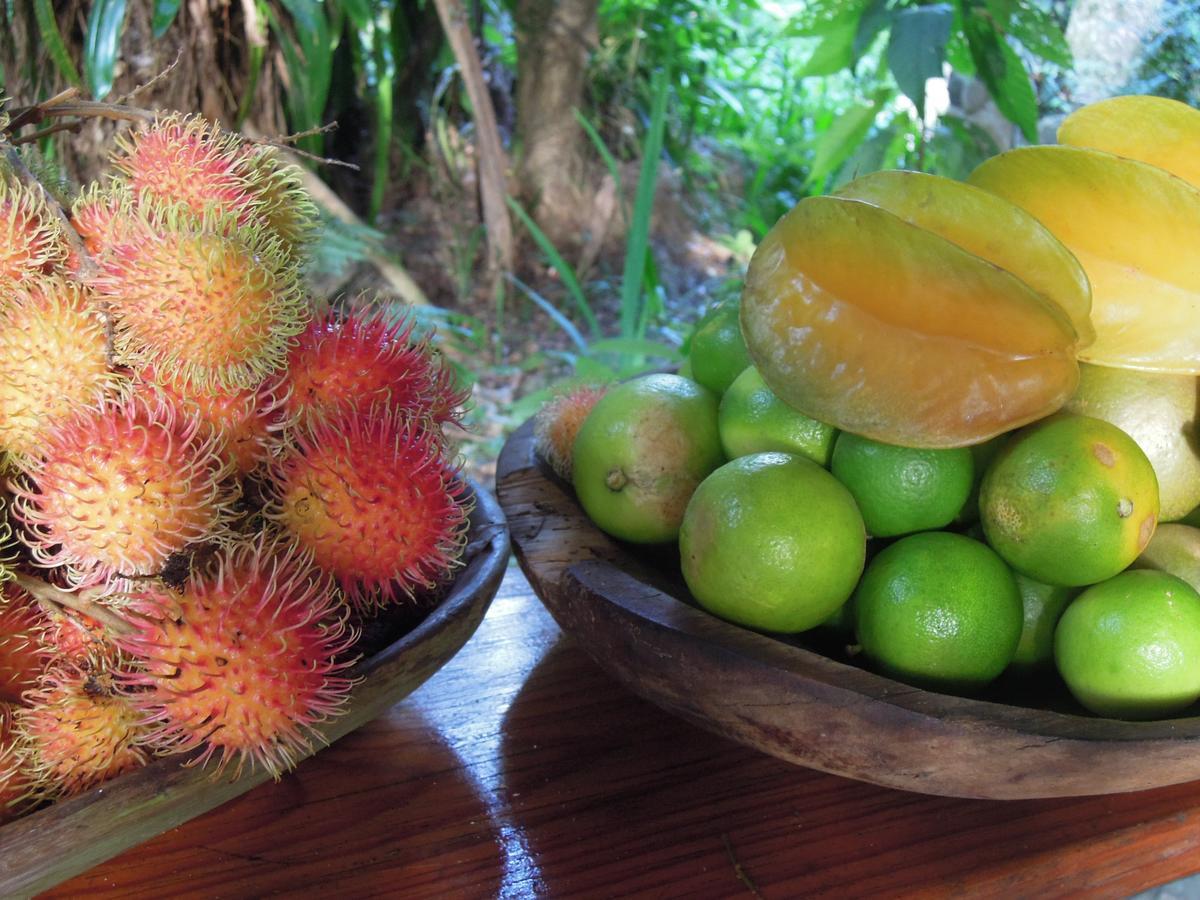 Omega Tours Eco-Jungle Lodge La Ceiba Zewnętrze zdjęcie