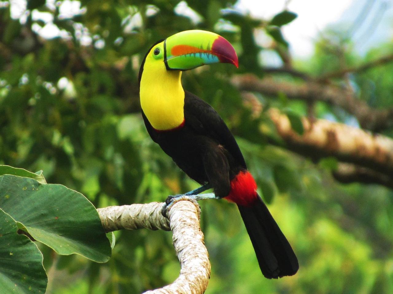 Omega Tours Eco-Jungle Lodge La Ceiba Zewnętrze zdjęcie